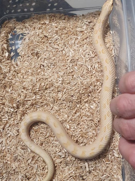 Heterodony zachodnie samczyki heterodon