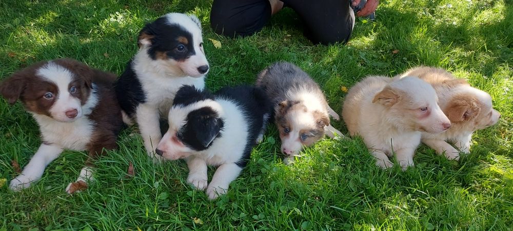 Border Collie szczeniak
