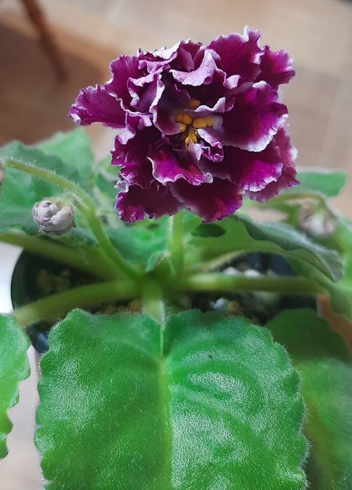 Сортовые фиалки, Взрослые растения и детки