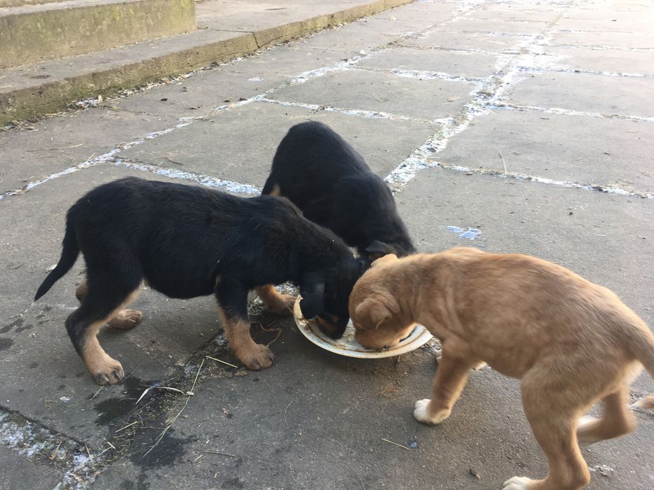 Віддам в добрі руки песики , собачка , цуценята ,