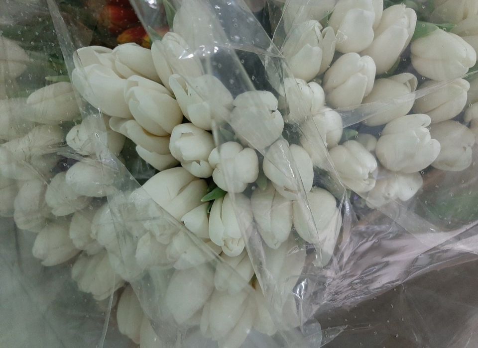 ЦИБУЛИНИ тюльпанів після вигонки у теплиці