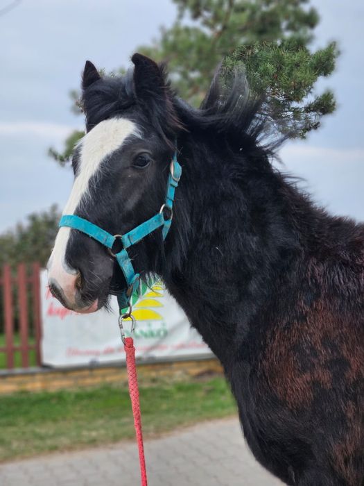 Wałach Tinker irish cob gypsy cob