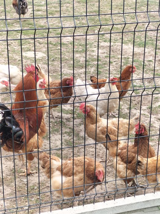 Sprzedam swojskie jajka