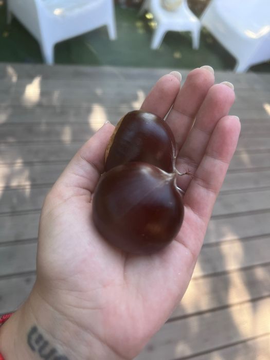 Castanha nacional 4€