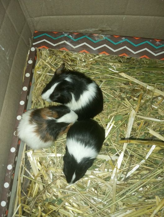 Продам морських свинок