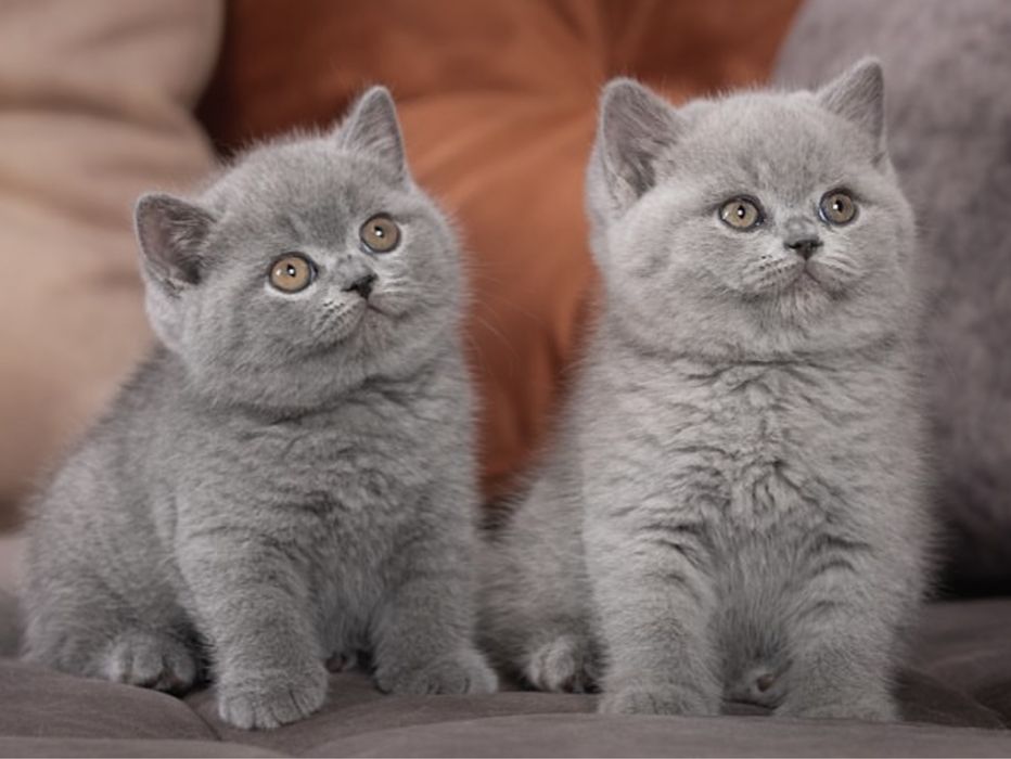 Кошенята виглядають дуже модельно