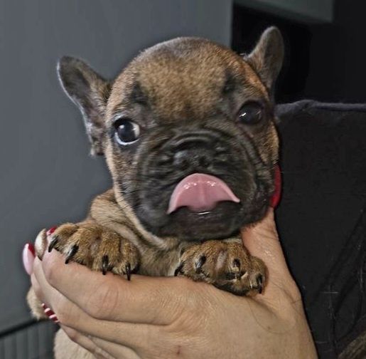 Buldog francuski piesek