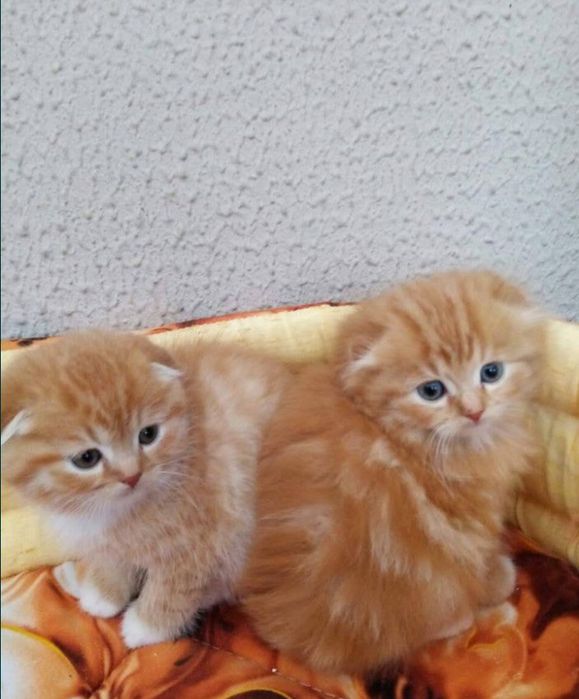 Продам шотландских котят