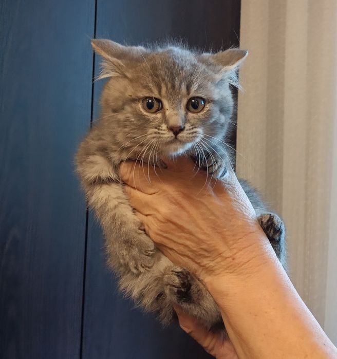 Продам шотландских котят.