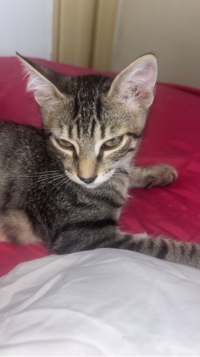 Doou gatinho bebé