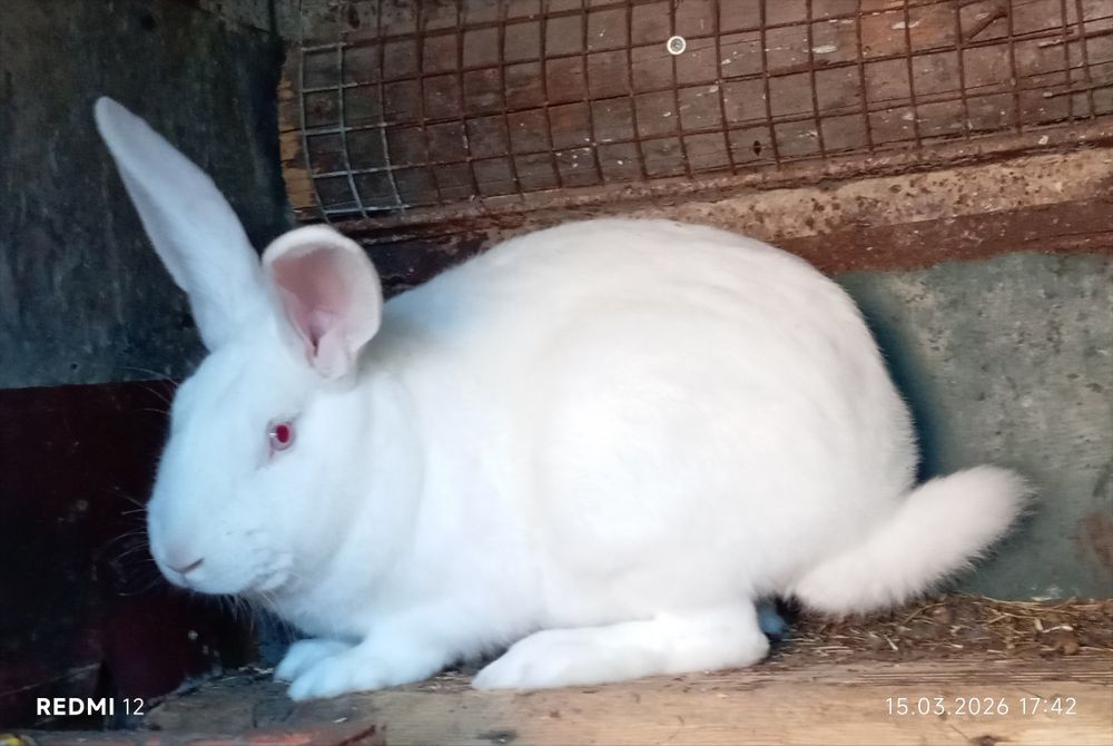 Продам кролика.Самчик