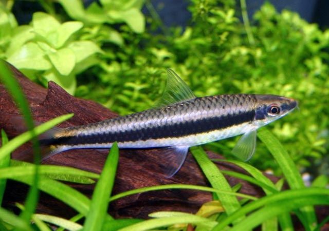 Kosiarka (Grubowarg syjamski) od Neon Zoo