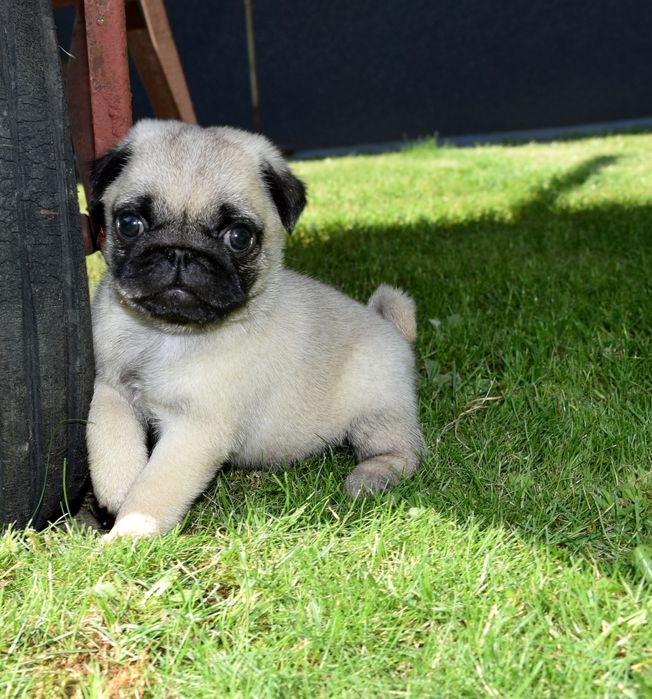 Mops mopsik mopsy ZKwP FCI