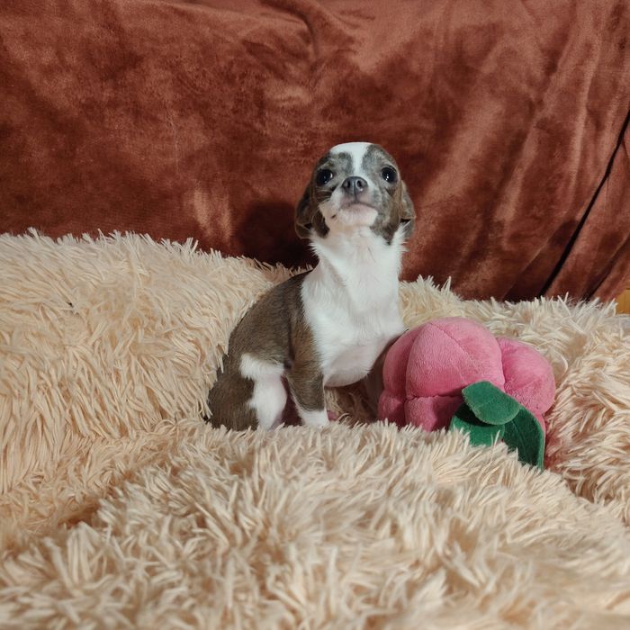 Malutki piesek chihuahua 1.1 kg