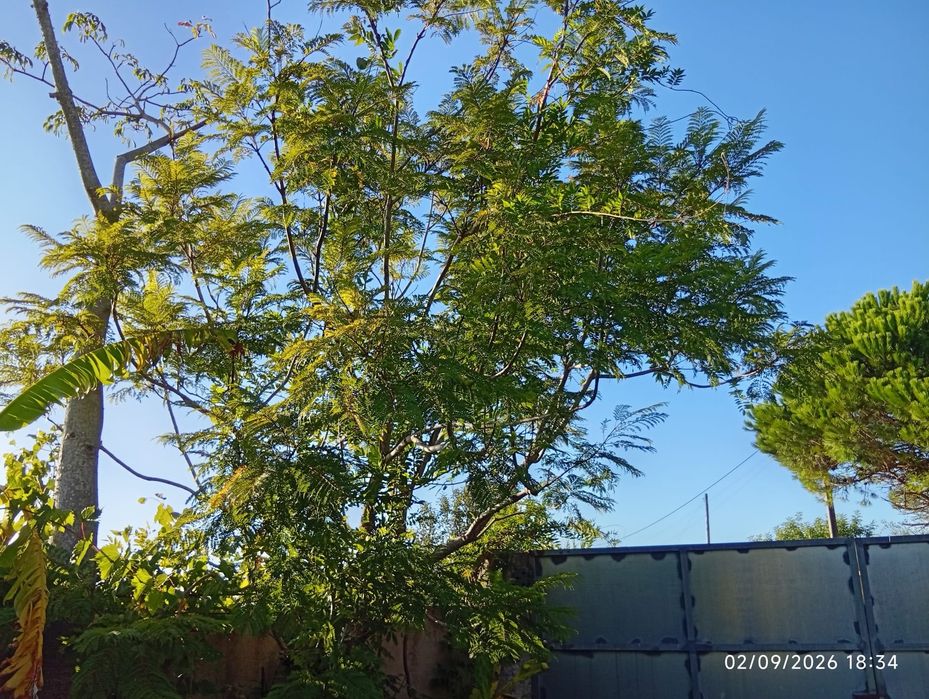 Quintinha com casa em pedra para recuperar – Presalves, Montemor-o-Velho