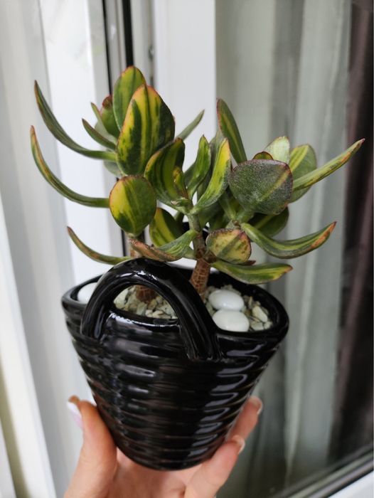 Красула Солана у керамічному горщику-вазі, ідеально на подарунок