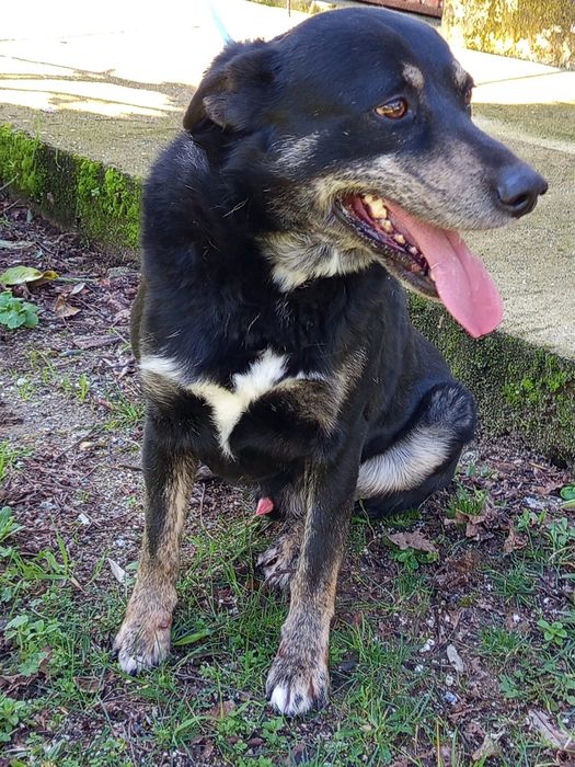 Cao de 6 aninhos para adopção 8