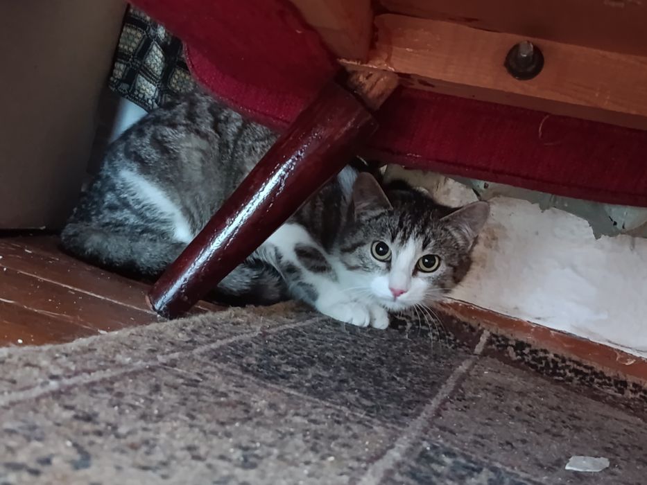 Котенок девочка бесплатно. Котята даром. Кошечка. Кошка.