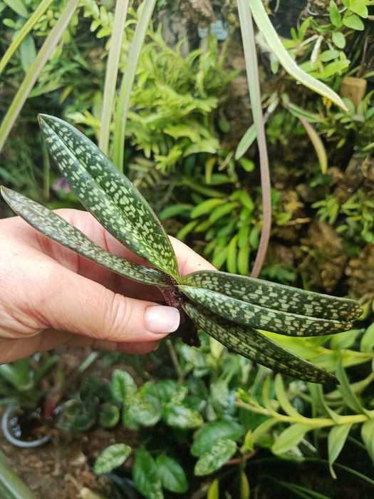Орхідея paphiopedilum micranthum