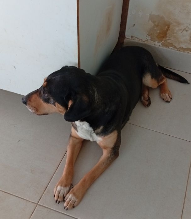 Cadela para adoção