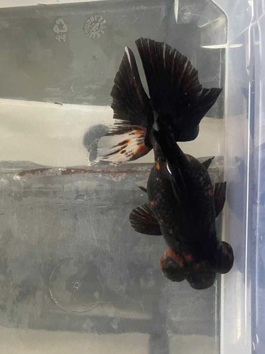 Telescópio Borboleta Calico 10/12cm