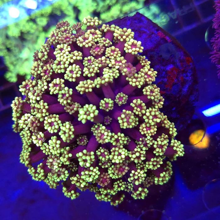 Goniopora Golden Inferno Matecznik WYSIWYG #1