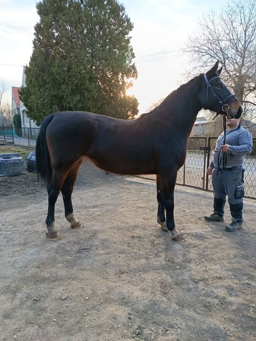 Klacz Śląska malowana Fortuna (GI)