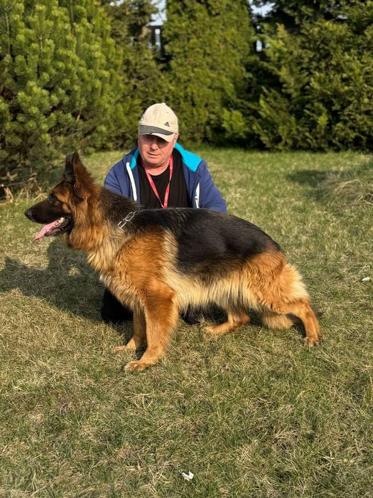 Suka hodowlana owczarek niemiecki długowłosy FCI