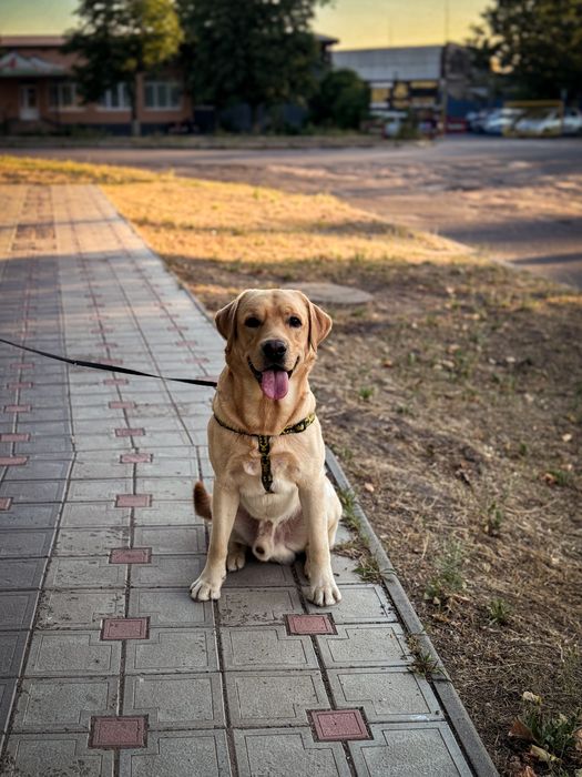 Связка/случка. Лабрадор