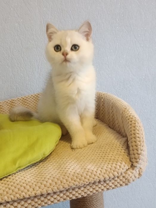 Плюшевий красунчик