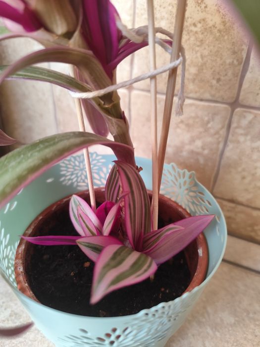 Trzykrotka piękna z nową doniczką