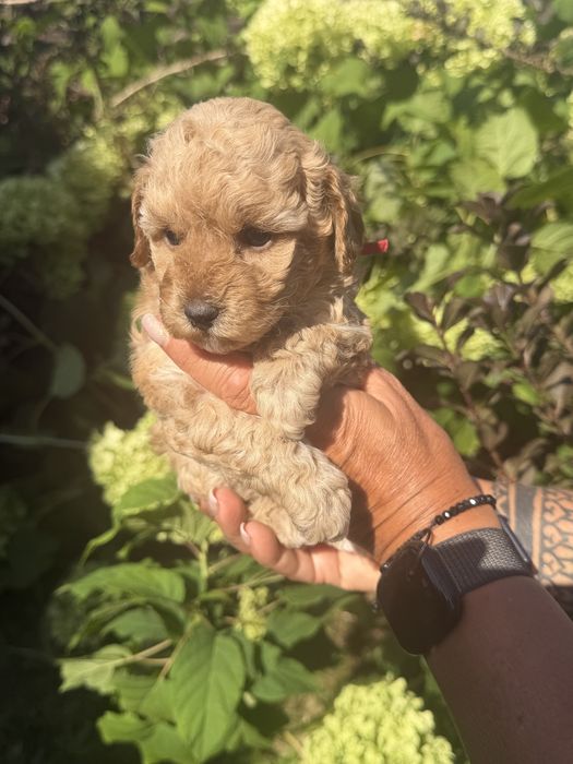 Cudowna sunia maltpoo- rezerwacja