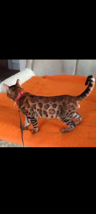 Продам бенгальского чистокровного мальчика