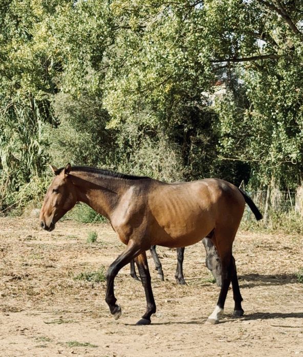 Young Lusitano Horses