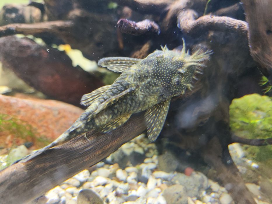 Ancistrus juvenis e adultos