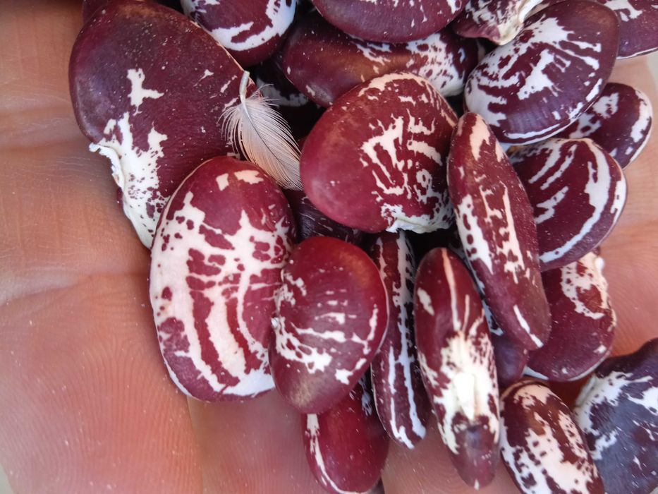 Фасоль (квасоля) домашняя Лимская