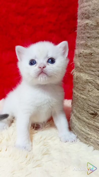 Найніжніший котик з блакитними очима. Золота шиншила поинт