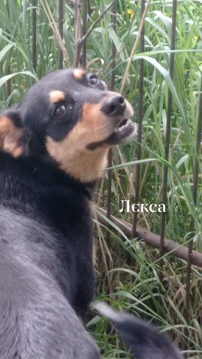 Терміново прилаштовується молода собачка Лекса