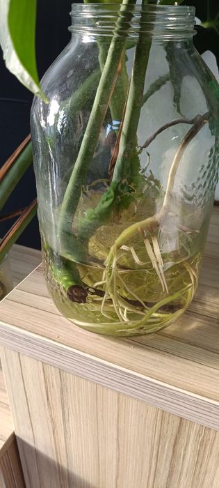 Monstera, bardzo duże liście