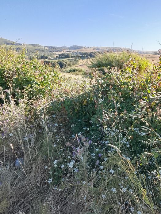 Terreno agrícola para armazém agricoy