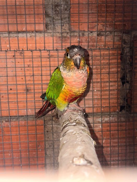 loirs macho com 1 ano sexado, pyrrhura macho reprodutor com 3 anos