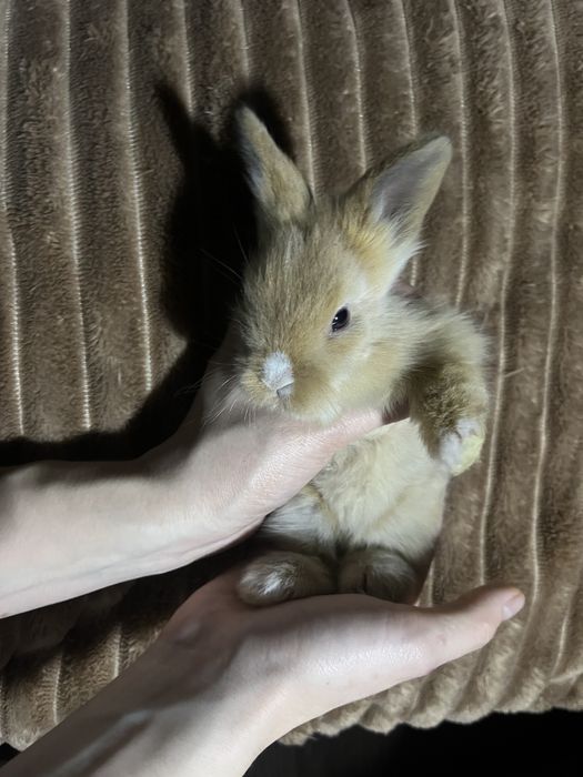 Продам дуже красивих карликових кроликів