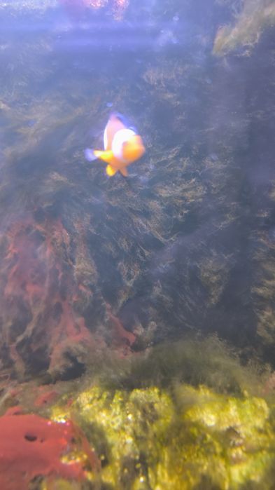 Tenho estes três peixes para despachar