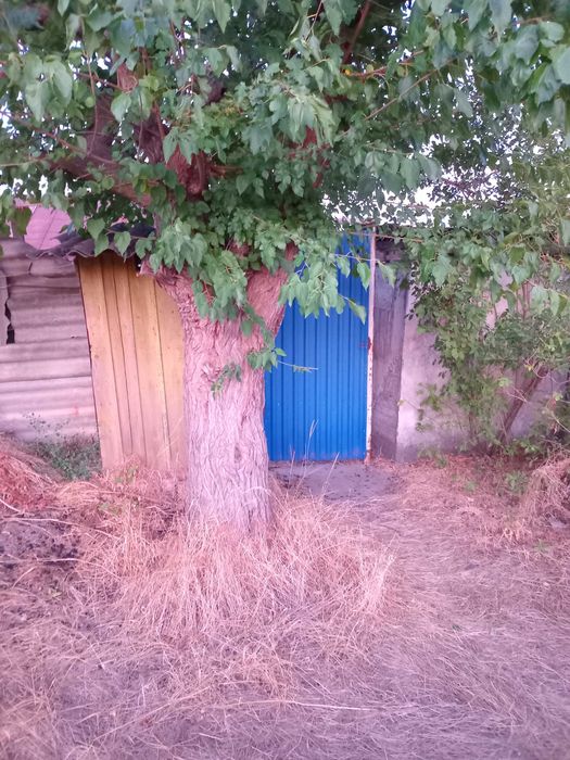 Продається дача в садовому товаристві Айстра