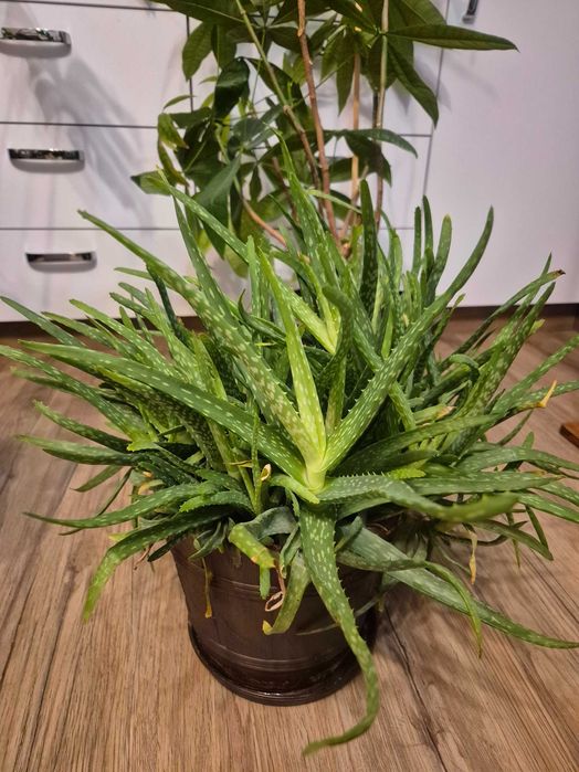 Aloes – dekoracyjna, plamista odmiana, z doniczką