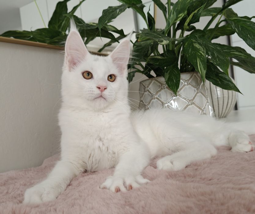 Wito duży biały kocurek Maine Coon