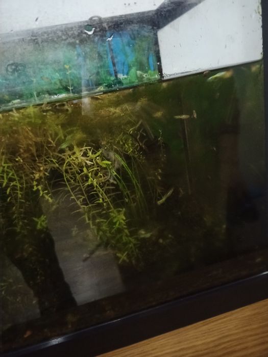 Aquário 60lts con plantas e peixes