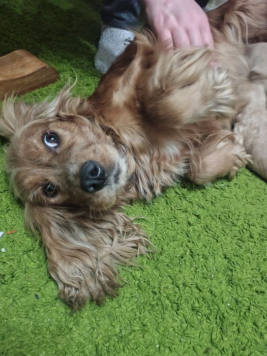 Продаються щенята англійського кокер спаніеля