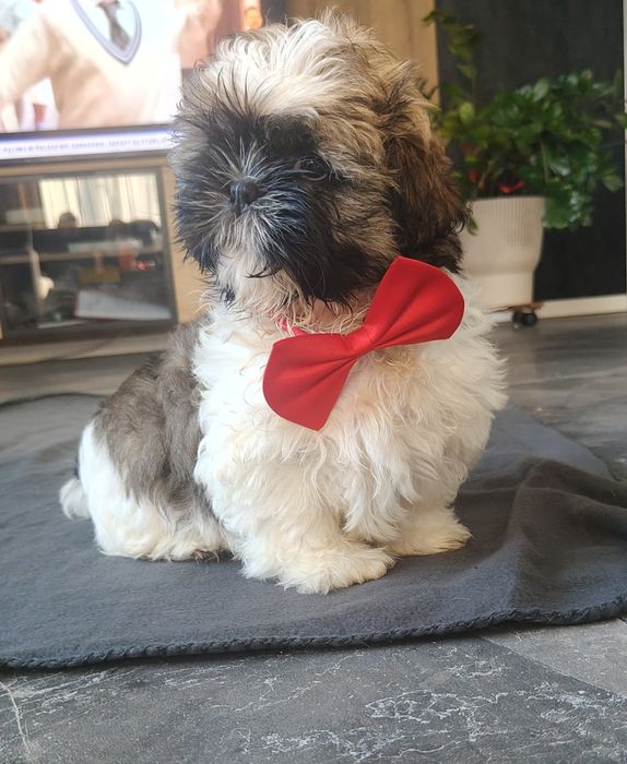 Shih tzu tricolor