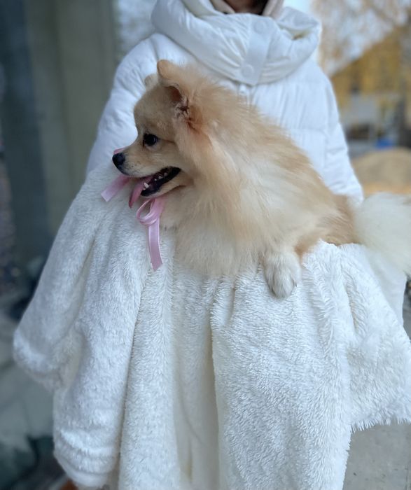 Всього 2 Чарівних Померанських шпіців